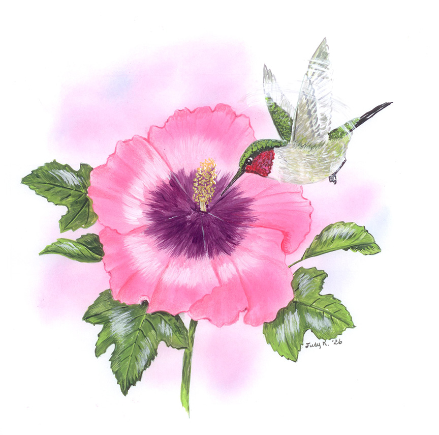 Ruby-throated Hummingbird on Rose of Sharon artwork