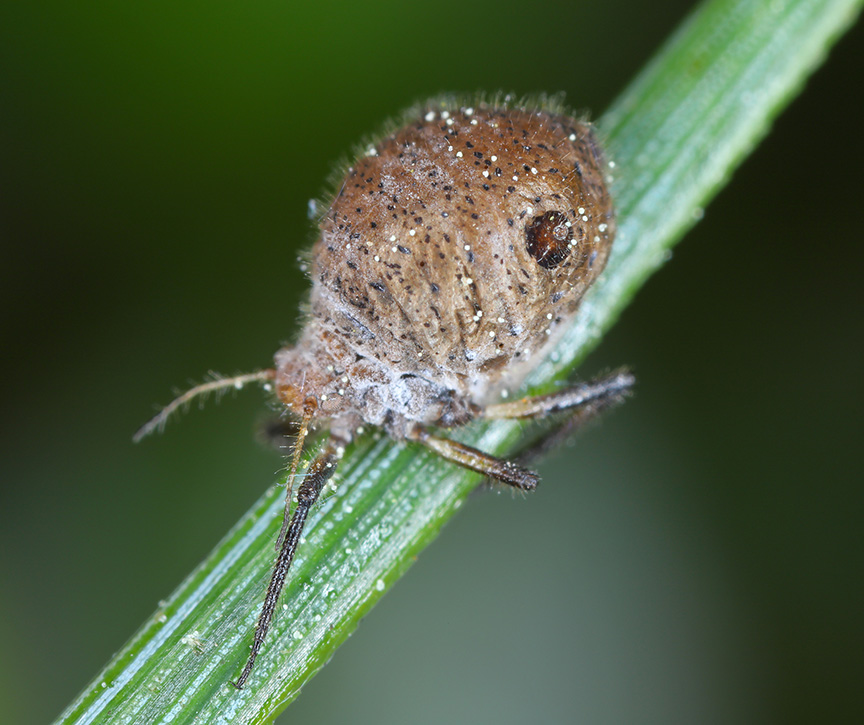 mummified brown aphid