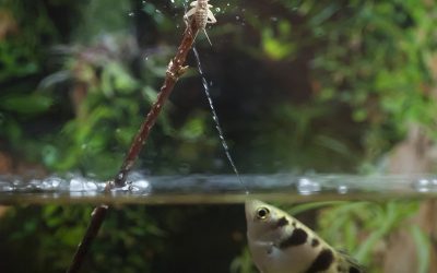 The Fish That Shoots Water