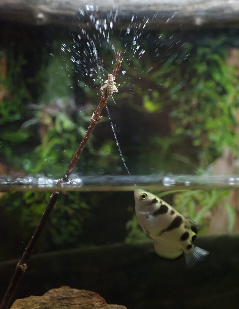 archerfish shooting insect with water jet