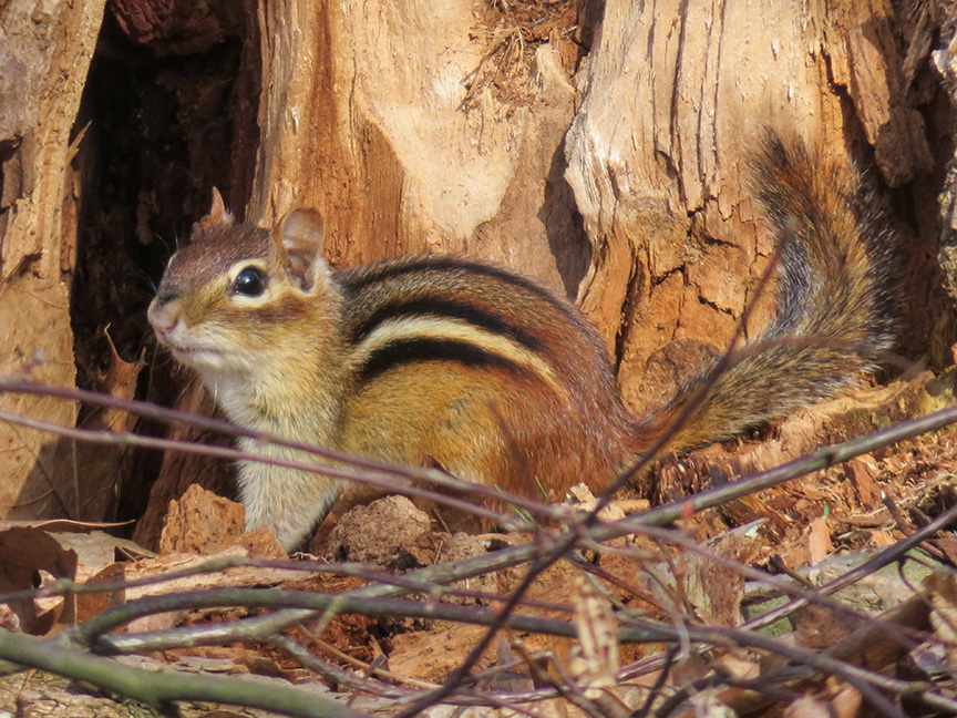 eastern chipmunk beside stump