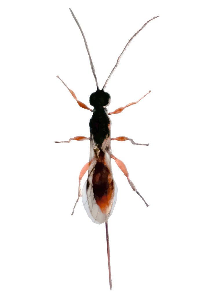 Aphidius wasp