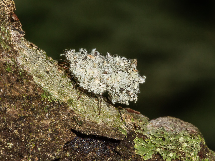 green lacewing larva camouflaged with lichen