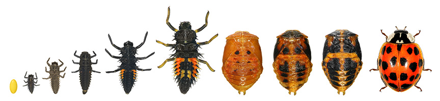 ladybug life stages