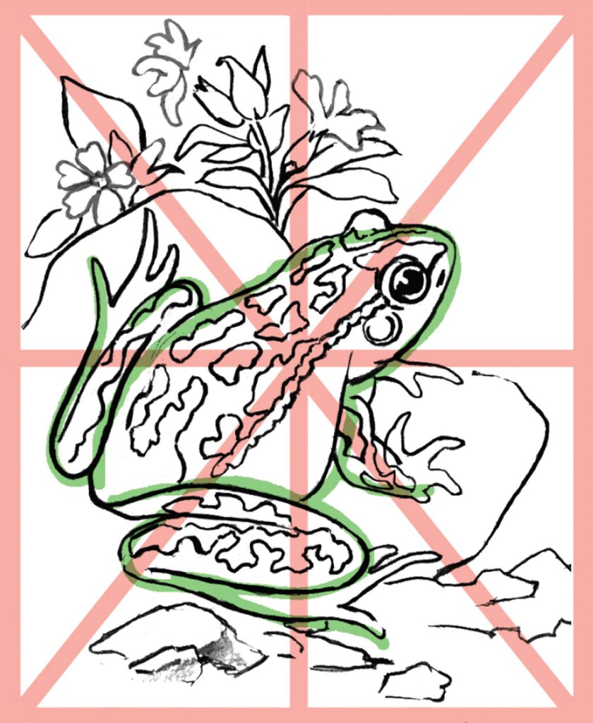 You Can Draw a Southern Bell Frog step 1