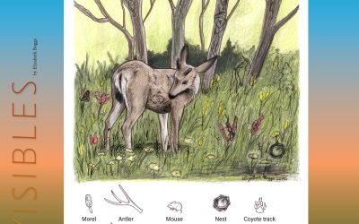 Invisibles, July 2026: White-tailed Deer