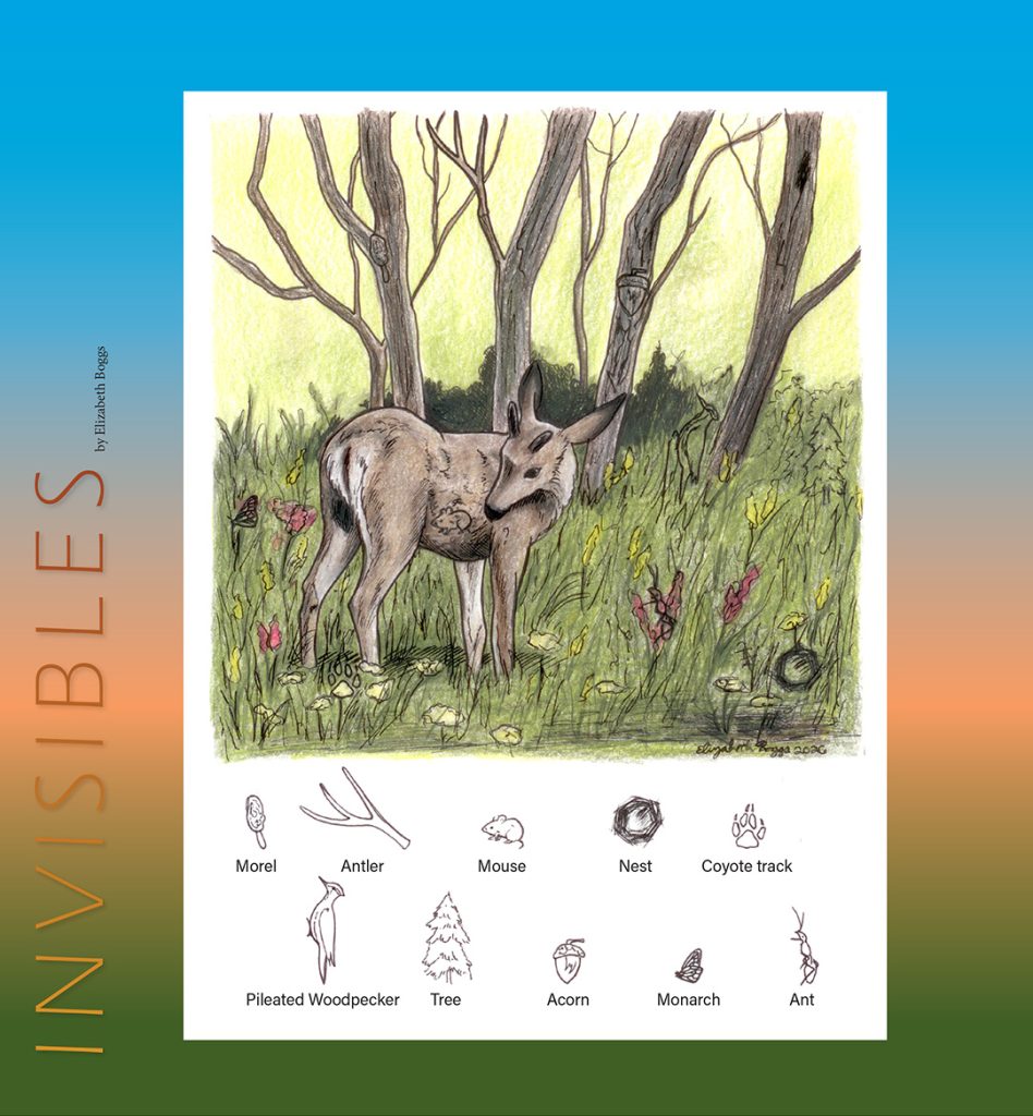 white-tailed deer invisibles puzzle
