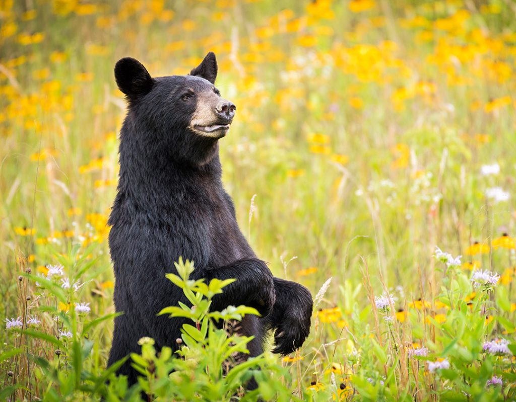 Black bear standing in field of wildflowers