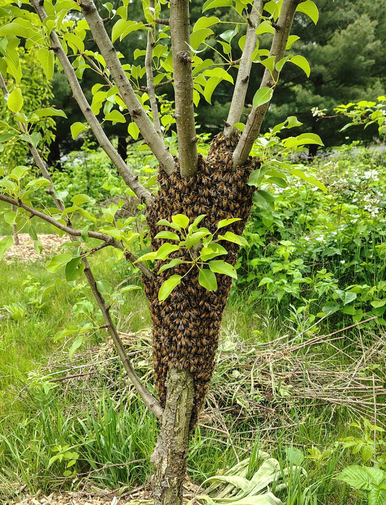 honeybee swarm