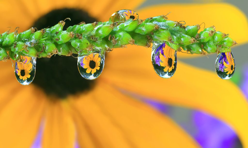 black-eyed Susan reflected in water droplets
