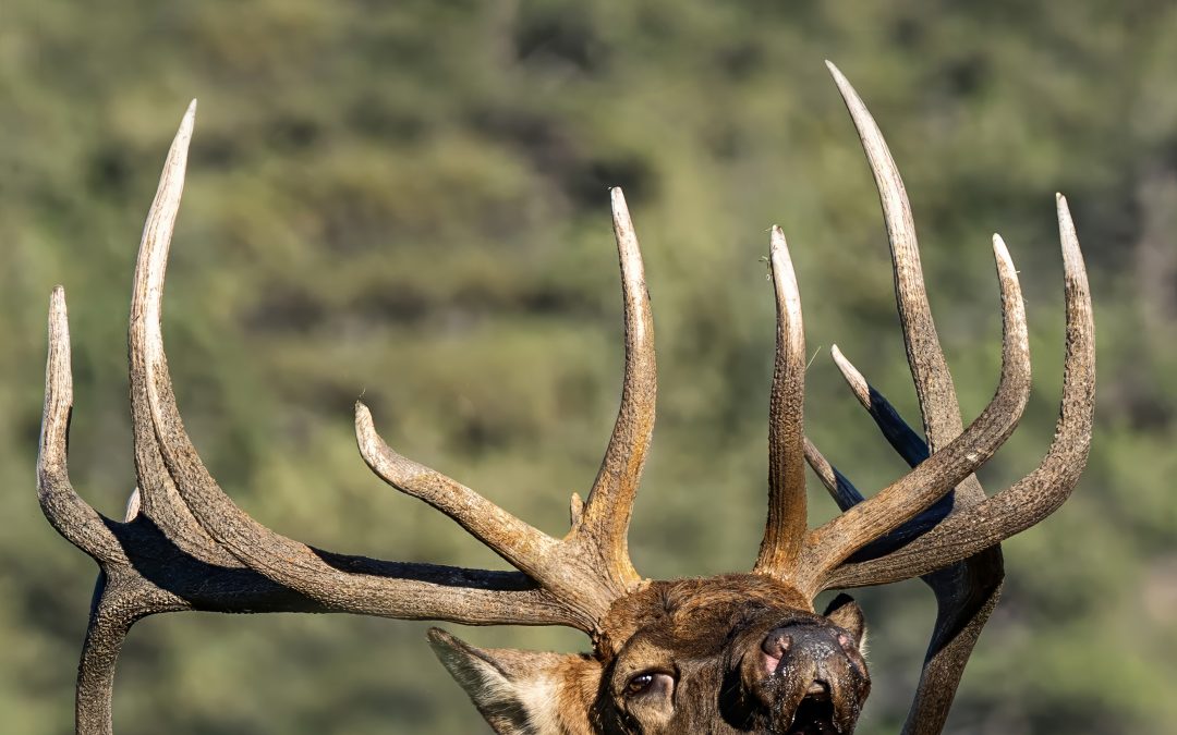Caption This Elk