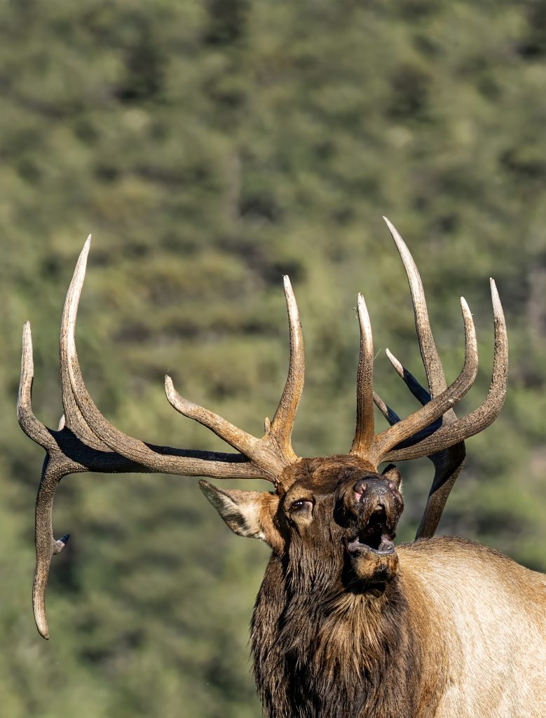 bull elk bugling
