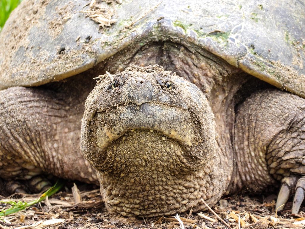 snapping turtle