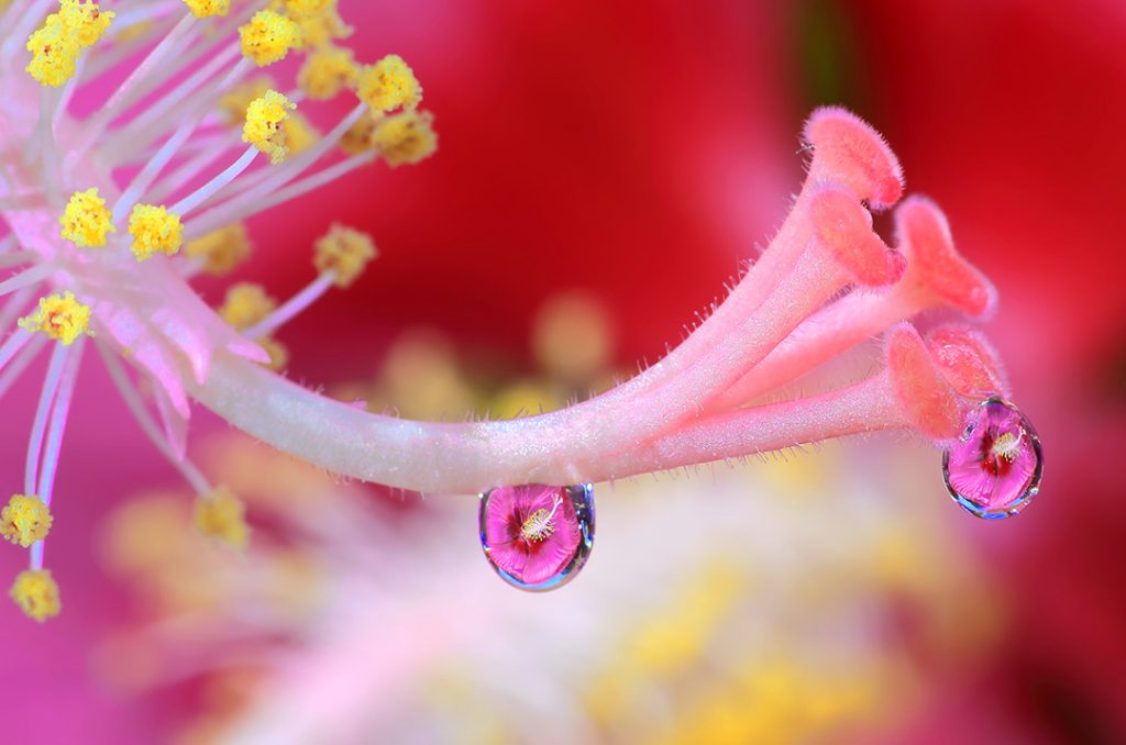 hibiscus reflected in water droplets