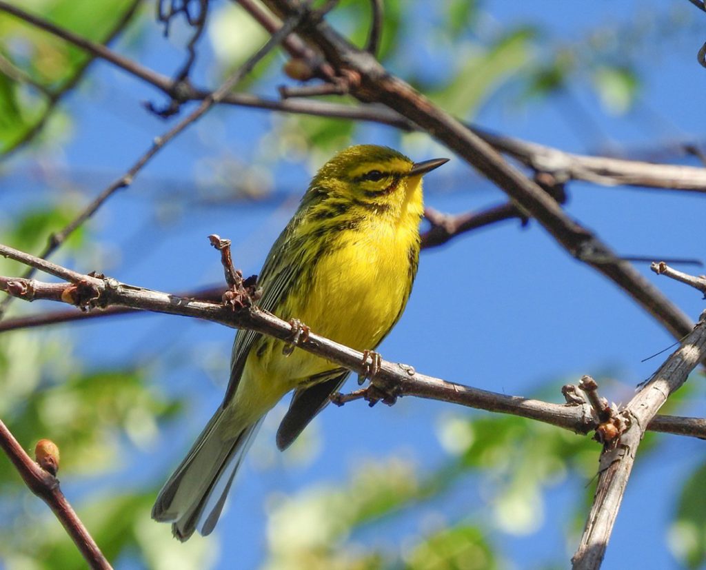 Prairie Warbler
