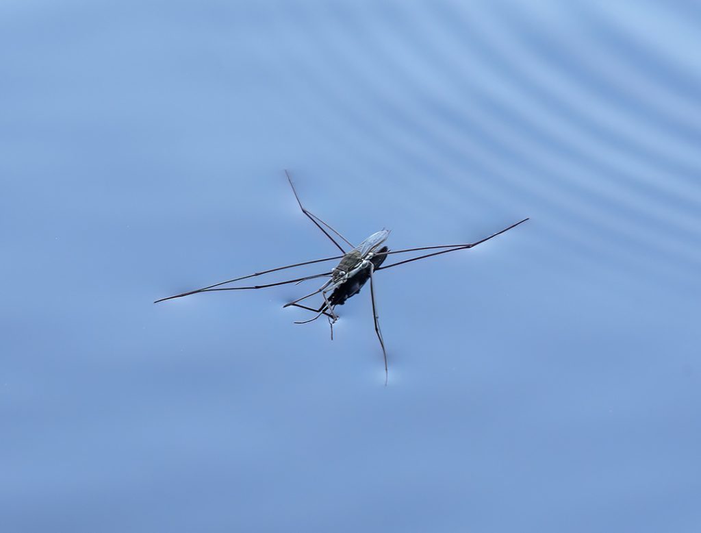 water strider on water