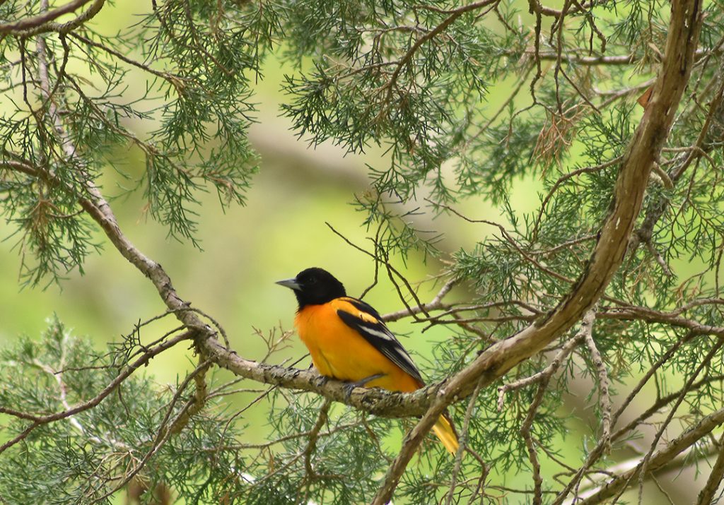 Baltimore Oriole in cedar tree