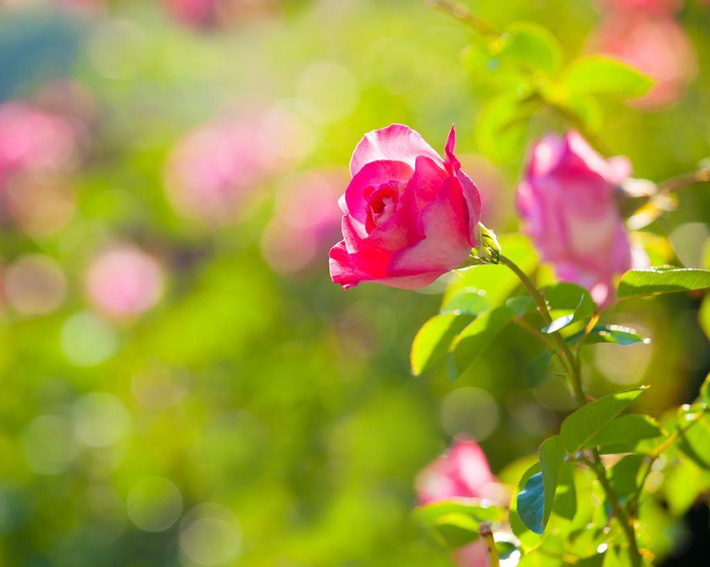 pink rose