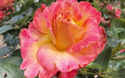 Growing Beautiful Roses