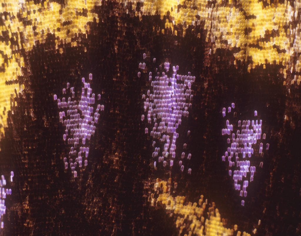closeup of butterfly wing scales