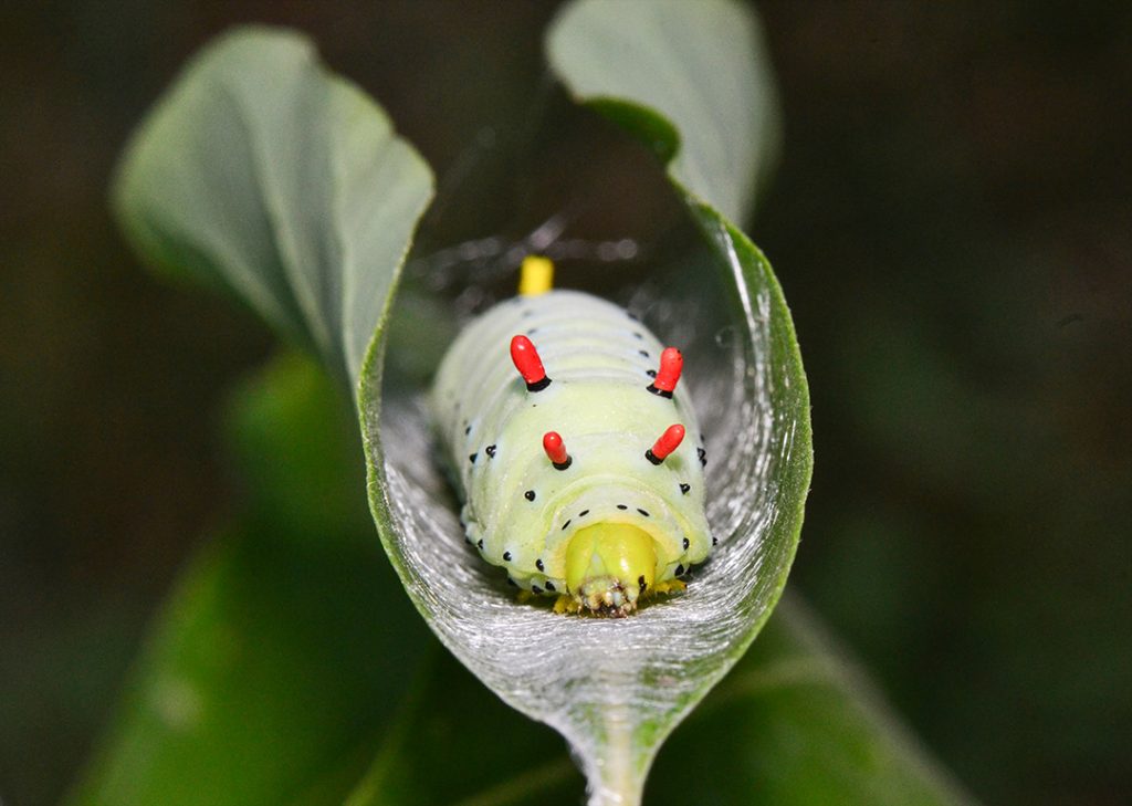 Promethea silk moth caterpillar curling leaf for its cocoon