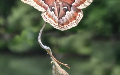 In Which a Promethea Silk Moth Life Flashes Before My Eyes