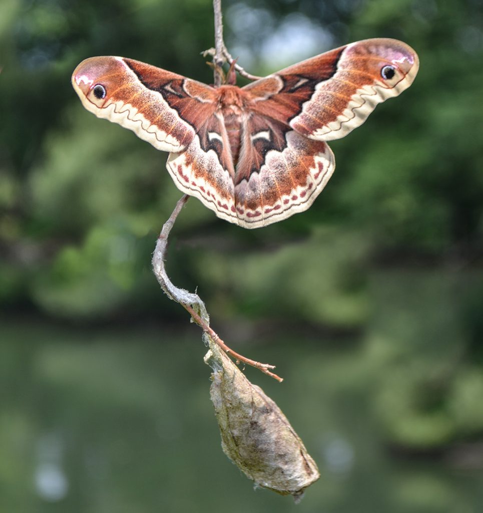 newly emerged female Promethea silk moth with cocoon