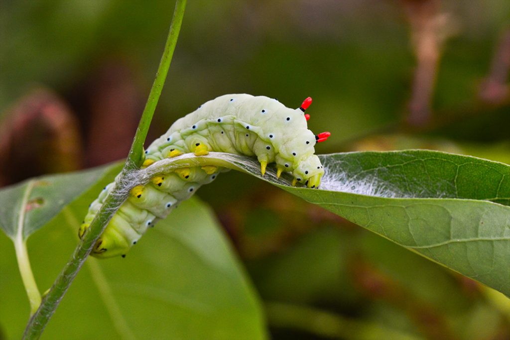 Promethea silk moth caterpillar attaching cocoon leaf to stem with silk