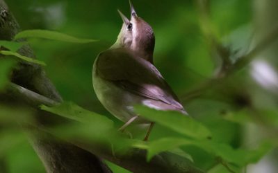 Tips to Birds