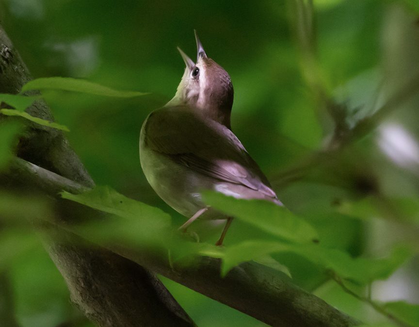 Tips to Birds