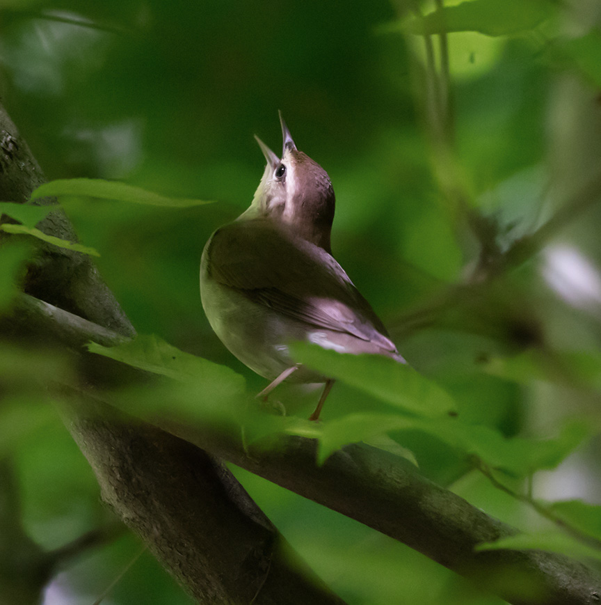 Swainson's Warbler singing