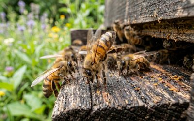 A Bee’s Life