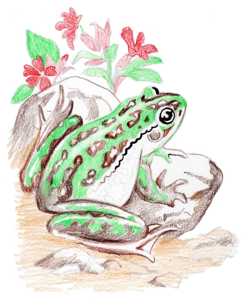 You Can Draw a Southern Bell Frog step 2