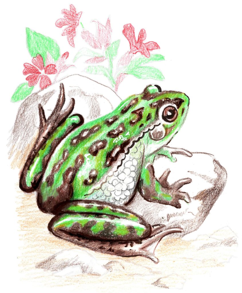 You Can Draw a Southern Bell Frog step 3
