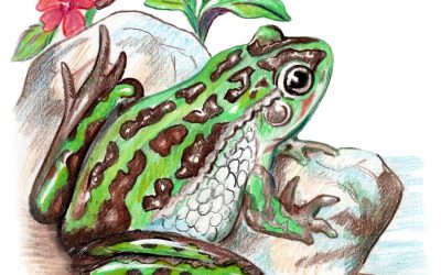You Can Draw a Southern Bell Frog