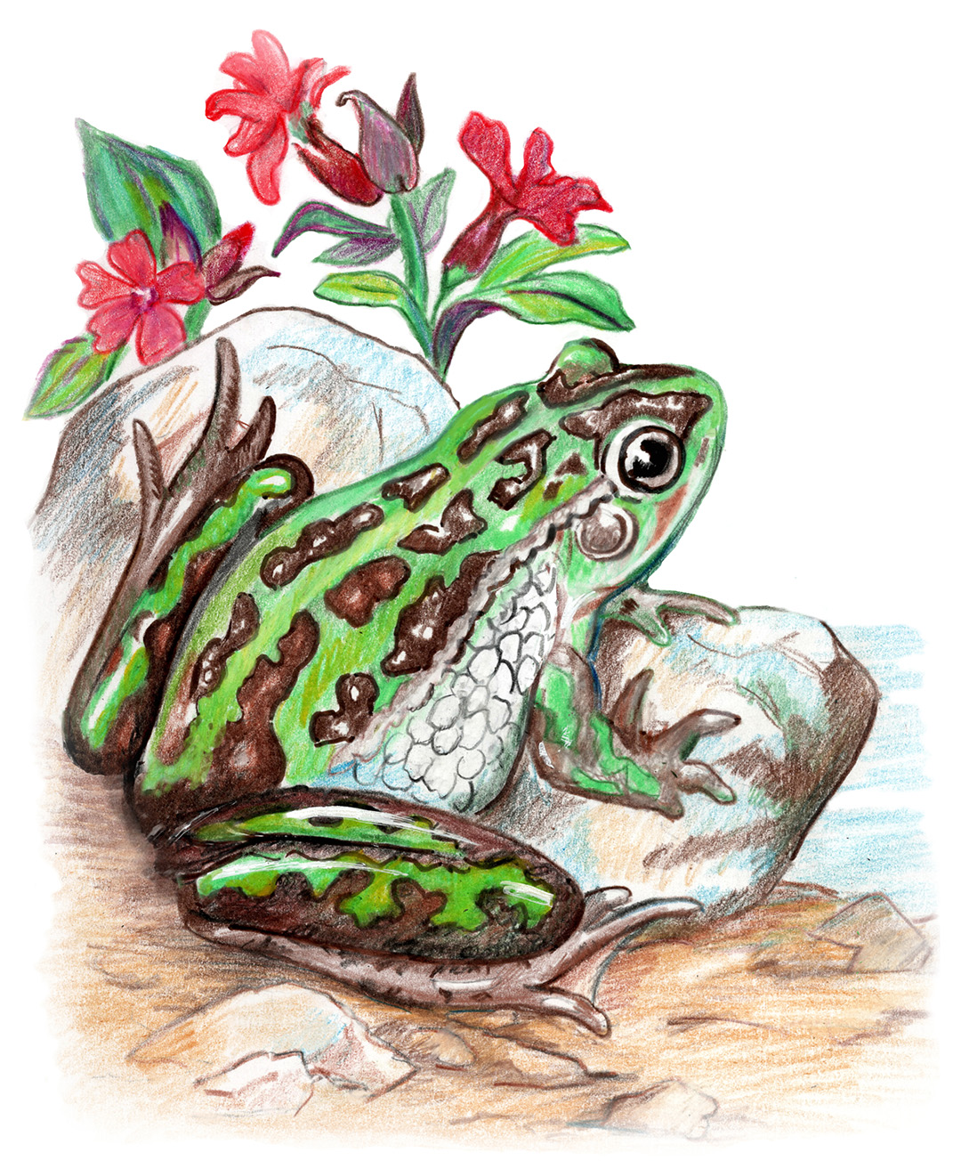 southern bell frog artwork