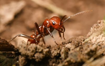 A Raid by Slave-making Ants
