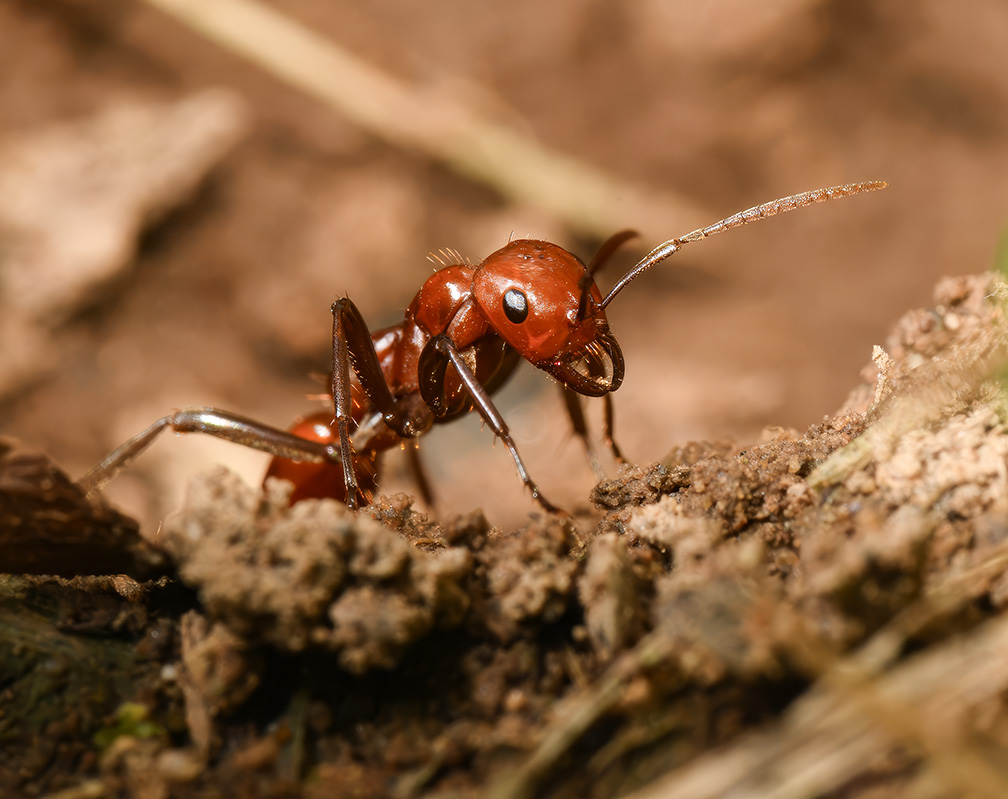 Shining Amazon ant
