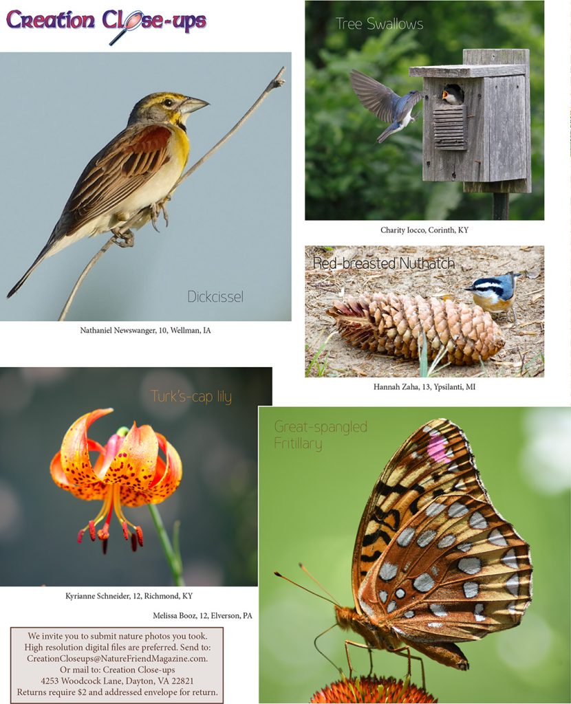 nature photos