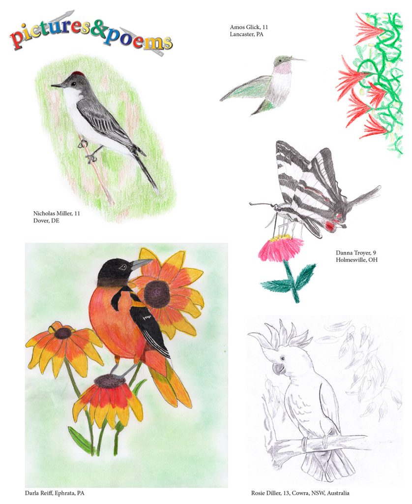 children's nature artwork, birds and zebra swallowtail