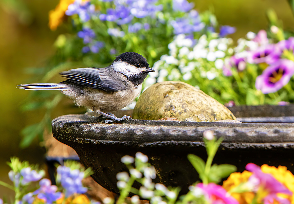 Black-capped Chickadee at bird bath among flowers