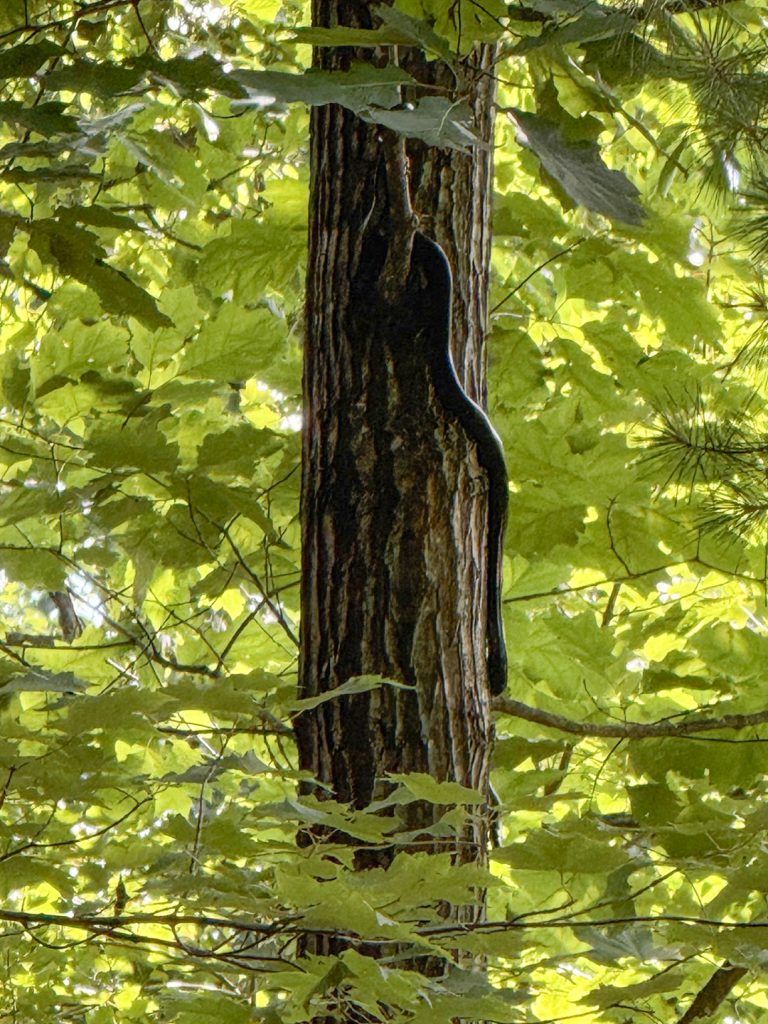 black rat snake in oak tree