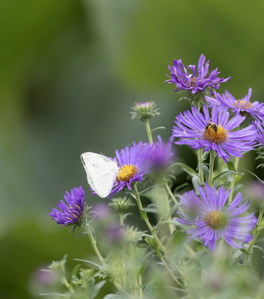 Cabbage butterfly on aromatic aster