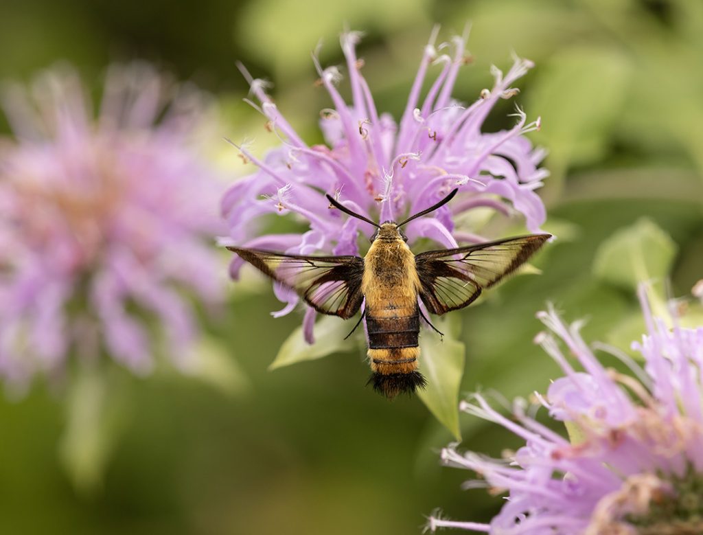 hummingbird clearwing moth on bee balm