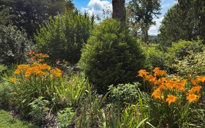 Birdsong Pleasure Garden
