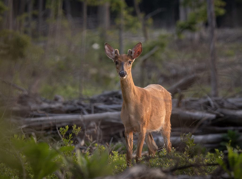 white-tailed buck with velvet antlers