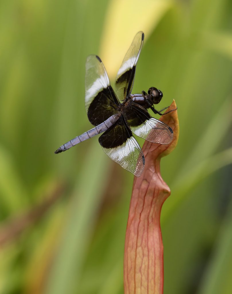 Male Widow Skimmer Dragonfly on North American pitcher plant