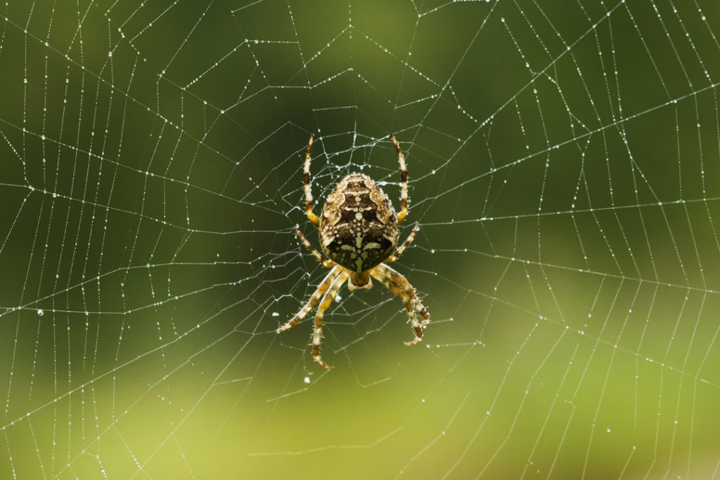 orb weaver spider spinning a web
