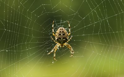 Spider-watchers