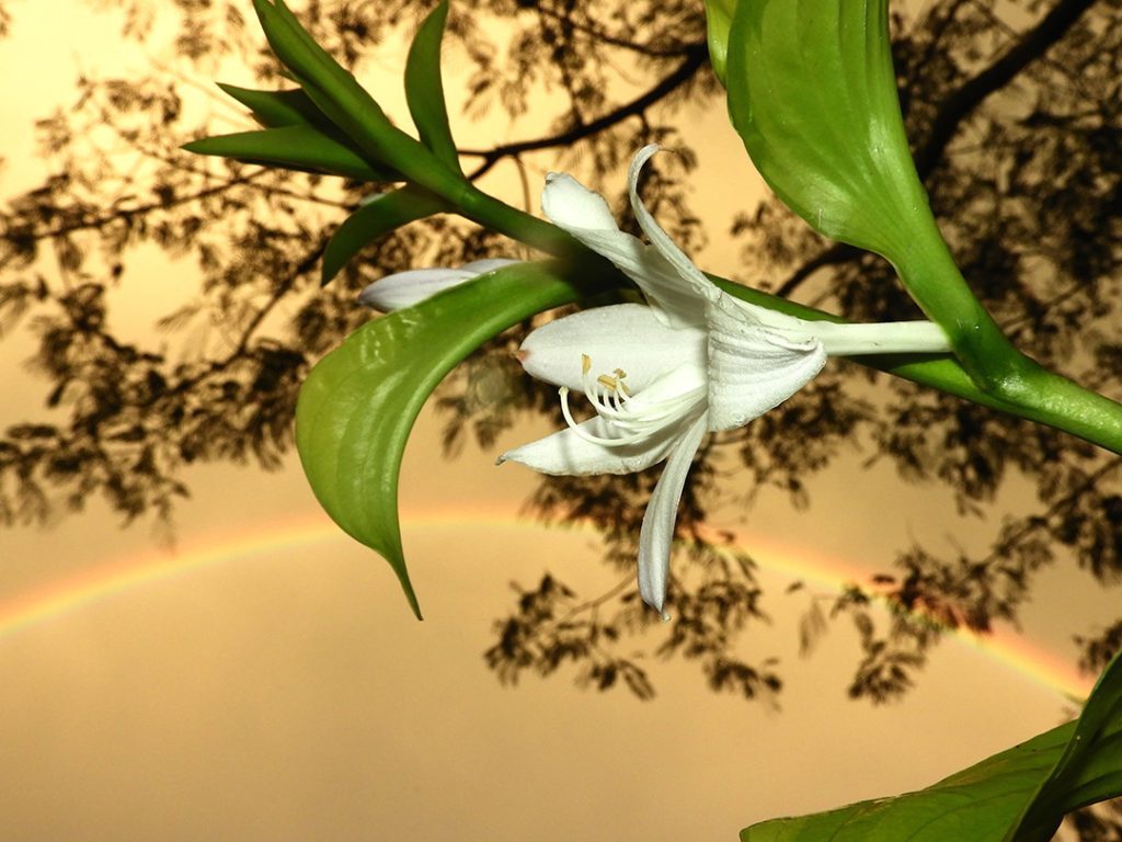 hosta flower and rainbow